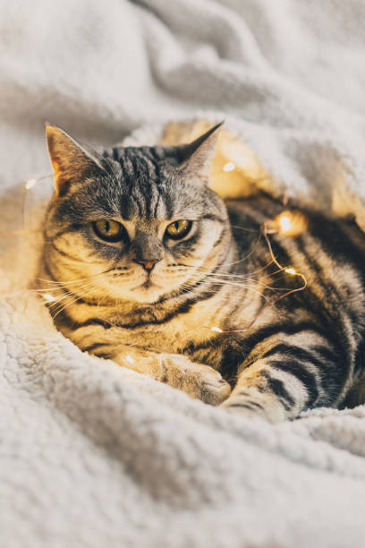 istock Funny cat (Scottish Stright breed), laying on the white blanket with twinkles. 1289448873
