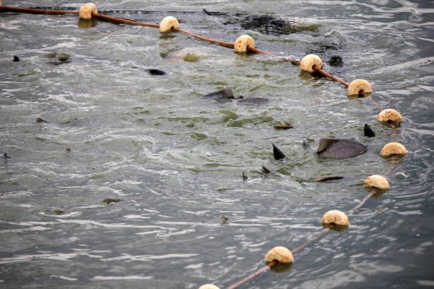 Fishing with net, of Tambaqui (Colossoma macropomum) raised in captivity (pisciculture)