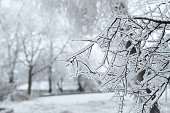 Branches  covered with ice after freezing rain. Sparkling ice covered everything after ice storm cyclone. Terrible beauty of nature concept. Winter landscape, scene, postcard. Selective focus.