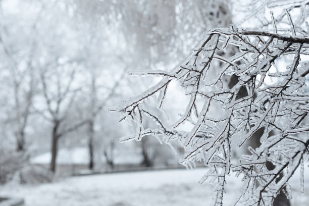 branches  covered with ice after freezing rain. sparkling ice covered everything after ice storm cyclone. terrible beauty of nature concept. winter landscape, scene, postcard. selective focus. - winter imagens e fotografias de stock