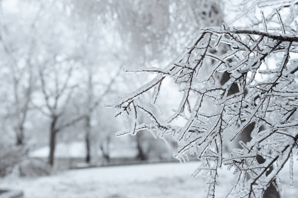 凍雨後樹枝上覆蓋著冰。冰風暴旋風過後，閃閃發光的冰覆蓋了一切。可怕的自然之美概念。冬天的風景，場景，明信片。選擇性焦點。 - 冬天 個照片及圖片檔