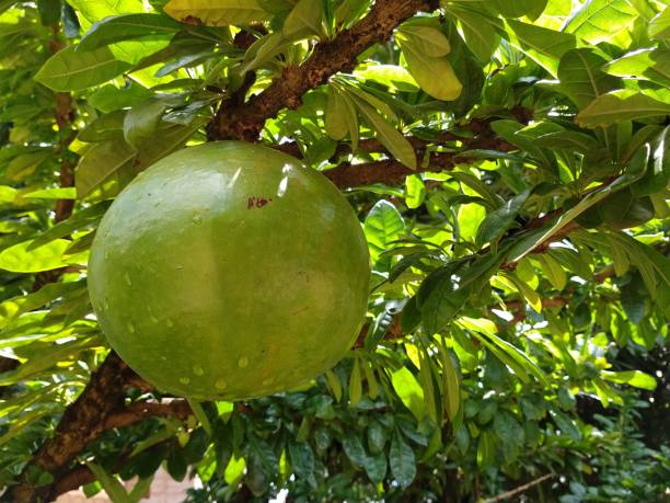 istock Fruit of Crescentia cujete 1289449735