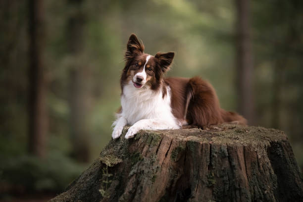 Cute miniature shepherd lying on a tree stem with forest in the background looking at the camera