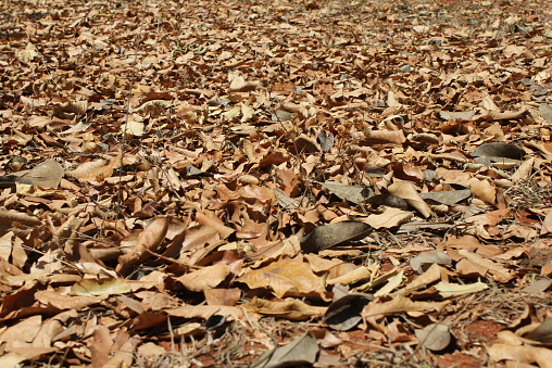 Dried tree leaves autumn foliage at glasgow scotland england UK