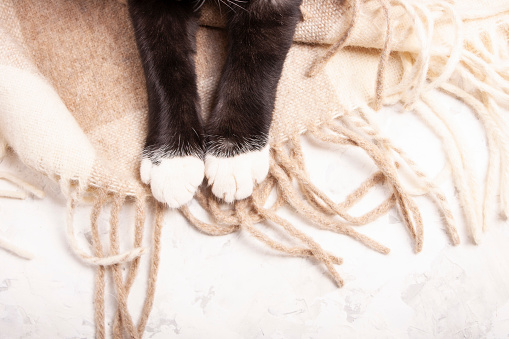 Patas de un gato negro sobre una manta de lana. photo