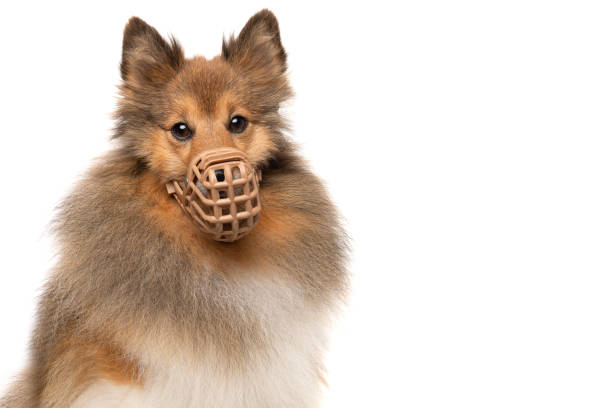 retrato de un perro ovejero de shetland con un hocico mirando straigt a la cámara aislado sobre un fondo blanco - bozal fotografías e imágenes de stock