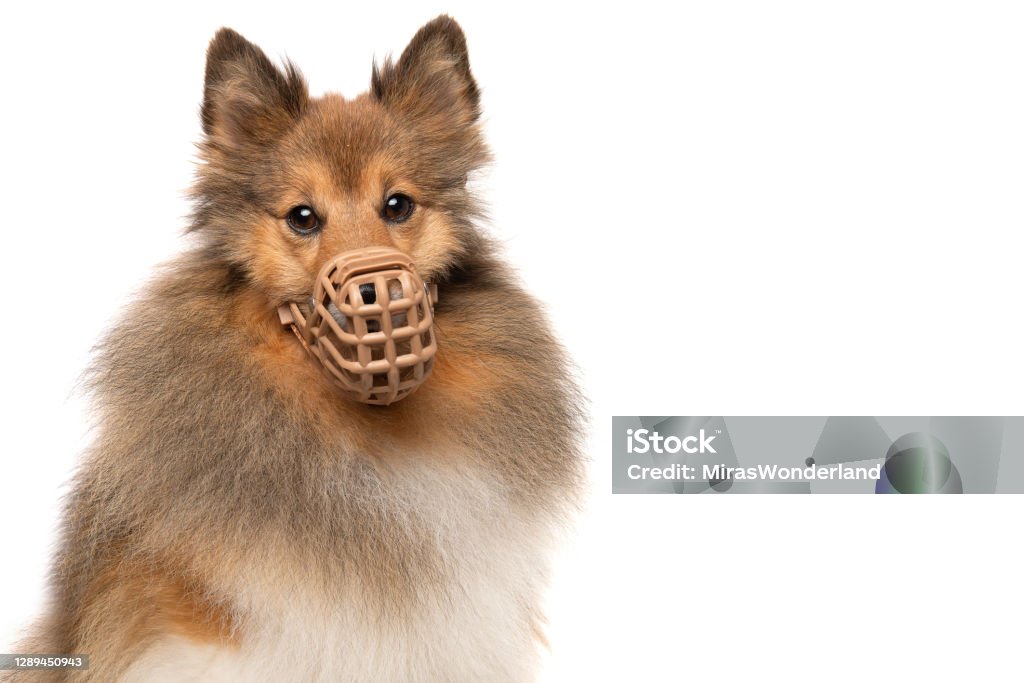 Portrait of a shetland sheepdog wearing a muzzle looking straigt at the camera isolated on a white background Restraint Muzzle Stock Photo