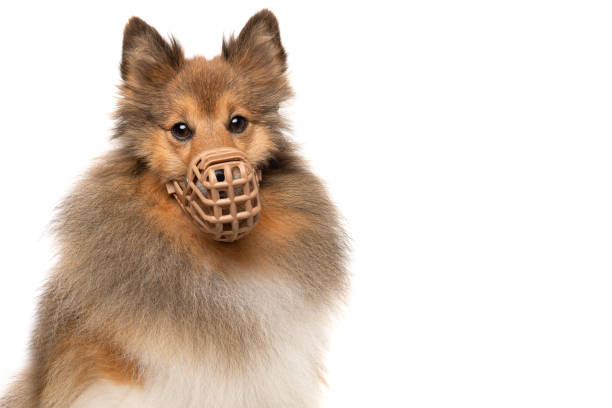 Portrait of a shetland sheepdog wearing a muzzle looking straigt at the camera isolated on a white background Portrait of a shetland sheepdog wearing a muzzle looking straigt at the camera isolated on a white background restraint muzzle photos stock pictures, royalty-free photos & images