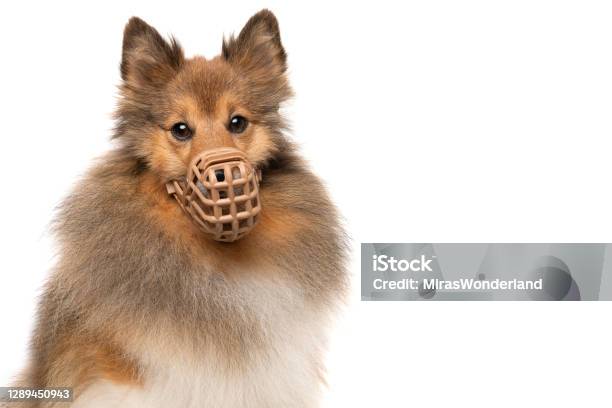 Portrait Of A Shetland Sheepdog Wearing A Muzzle Looking Straigt At The Camera Isolated On A White Background Stock Photo - Download Image Now