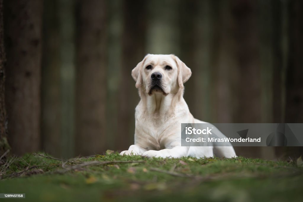 Mooie gele labrador retriever die het liggen weg in een donker bos met bomen op de achtergrond kijkt - Royalty-free Blonde labrador retriever Stockfoto