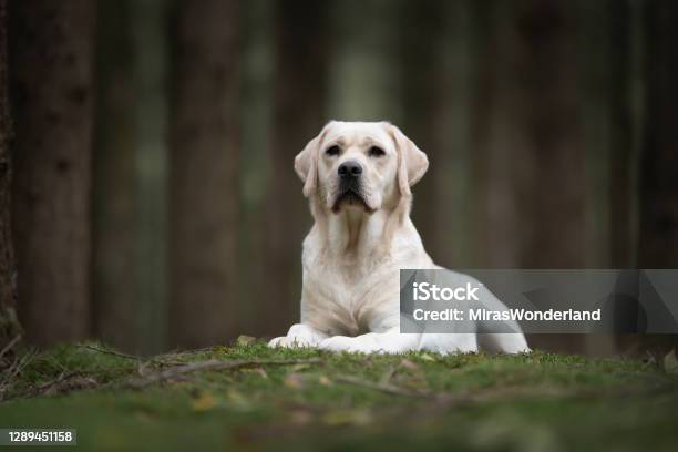 Mooie Gele Labrador Retriever Die Het Liggen Weg In Een Donker Bos Met Bomen Op De Achtergrond Kijkt Stockfoto en meer beelden van Blonde labrador retriever