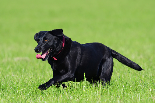 Close up of a young black Labrador running through a field