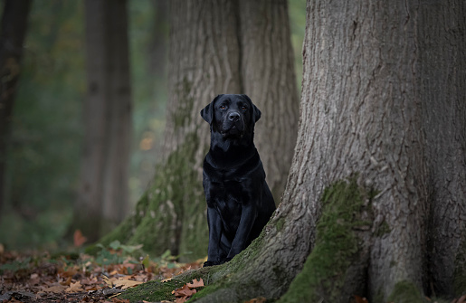 Pretty black labrador retriever hiding behind trees in a forest lane