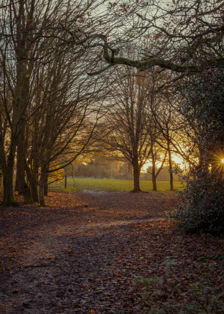 istock Autumn in the park 1289452222