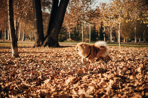 Cute chow dog in autumn public park.