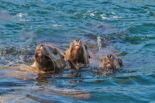 The Steller sea lion (Eumetopias jubatus), also known as the Steller's sea lion and northern sea lion, is a near-threatened species of sea lion in the northern Pacific. Swimming in Frederick Sound near the Brothers Islands in Alaska.