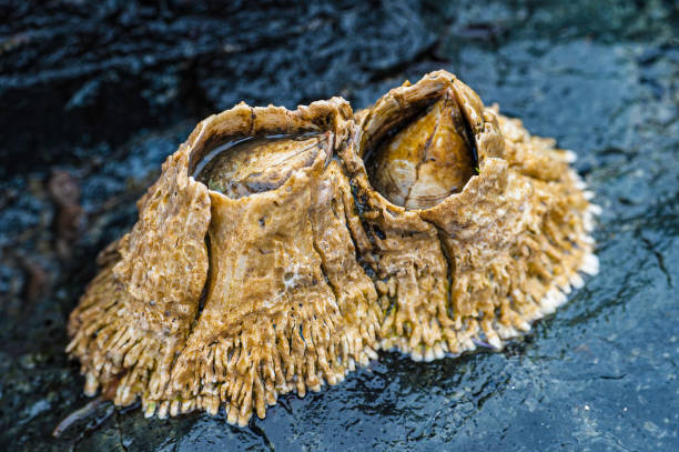 Thatched Barnacle, Semibalanus cariosus, Brothers Island, Alaska. Tongass National Forest, Frederick Sound. Thatched Barnacle, Semibalanus cariosus, Brothers Island, Alaska. Tongass National Forest, Frederick Sound. barnacle stock pictures, royalty-free photos & images