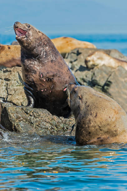 The Steller sea lion (Eumetopias jubatus), also known as the Steller's sea lion and northern sea lion, is a near-threatened species of sea lion in the northern Pacific. In Frederick Sound near the Brothers Island in Alaska. el león marino steller (eumetopias jubatus), también conocido como el león marino de steller y león marino del norte, es una especie casi amenazada de león marino en el pacífico norte. en frederick sound, cerca de la isla de los hermanos en alaska.