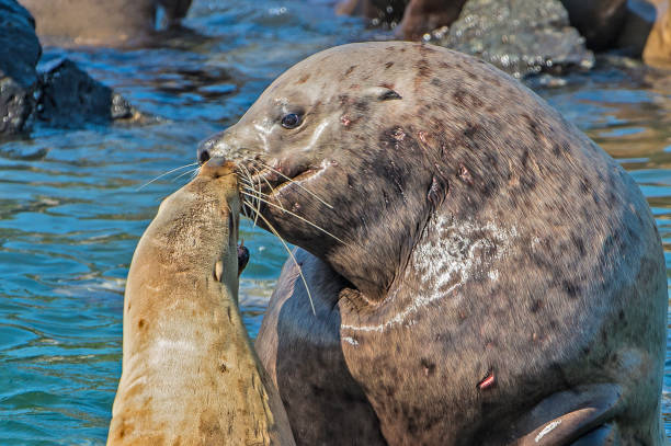 The Steller sea lion (Eumetopias jubatus), also known as the Steller's sea lion and northern sea lion, is a near-threatened species of sea lion in the northern Pacific. In Frederick Sound near the Brothers Island in Alaska. Male and female together. el león marino steller (eumetopias jubatus), también conocido como el león marino de steller y león marino del norte, es una especie casi amenazada de león marino en el pacífico norte. en frederick sound, cerca de la isla de los hermanos en alaska. h