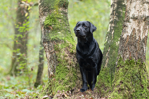 Pretty black labrador retriever standing between trees in a green forest