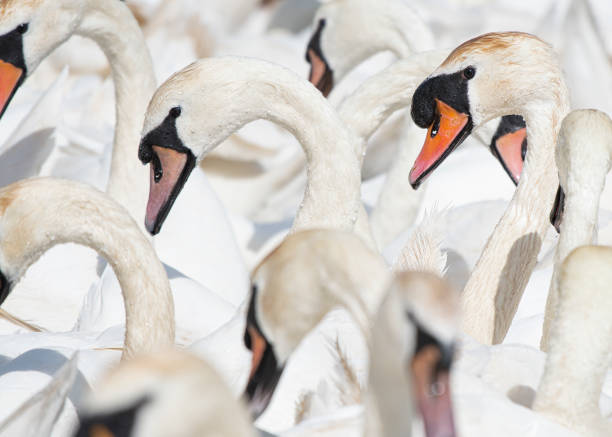 istock Large group of elegant swan portraits 1289453858
