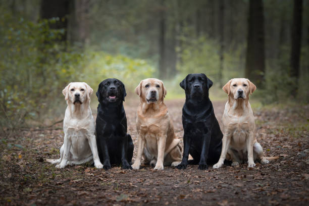 istock Group of five labrador retrievers looking at the camera sitting in a forest lane 1289453943
