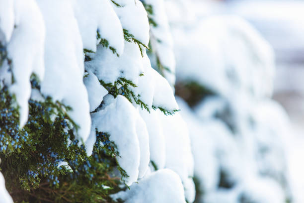Western USA Snowstorm Juniper Branches Covered with Late Autumn Early Winter Snow (Photos professionally retouched - Lightroom / Photoshop downsampled as needed for clarity and select focus used for dramatic effect)