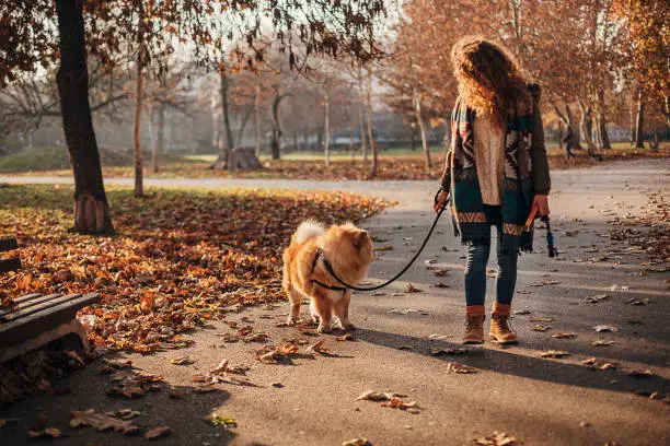 One beautiful young woman with curly long hair walking with her chow dog in autumn public park.