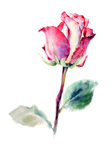 istock Hand drawn watercolor illustration of Red Rose. Isolated on white background. 1289460436