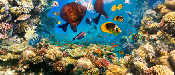 istock Underwater Colorful Tropical Fishes. 1289461411