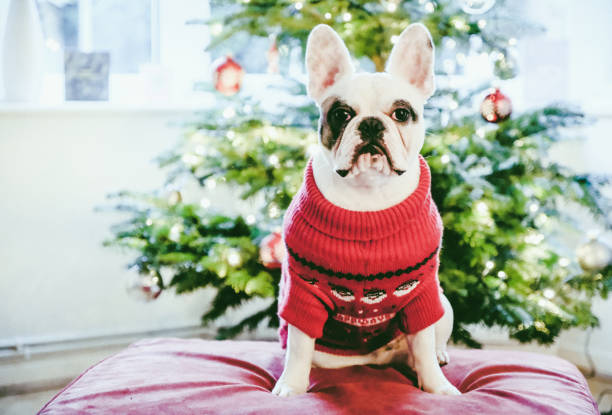 istock French Bulldog posing in front of Christmas tree 1289462253