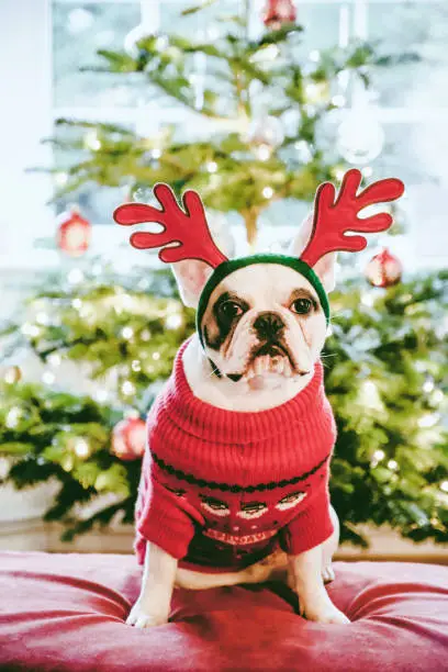 Photo of French Bulldog posing in front of Christmas tree