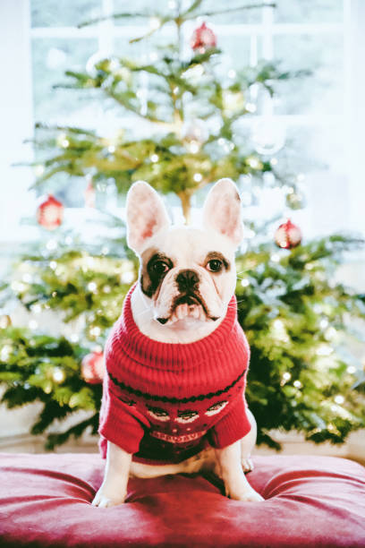 istock French Bulldog posing in front of Christmas tree 1289462255