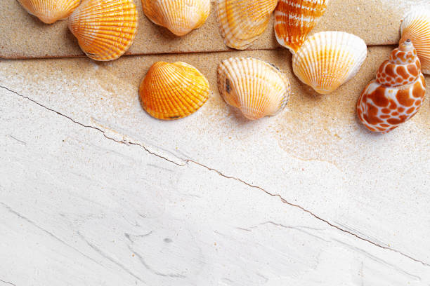 istock Summer vacation concept with sea shells on white planks close up 1289466342