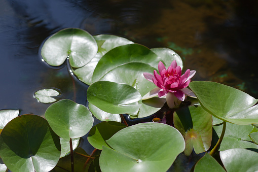 Red lotus flower in the pond, use as a background or texture