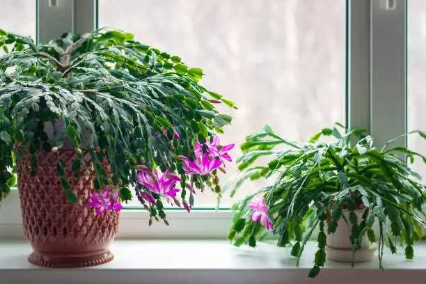 Photo of Thanksgiving cactus (Schlumbergera truncata) or crab cactus plants on window sill start blossoming in winter