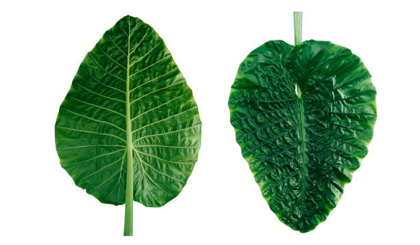istock abstract green leaf texture, nature background, tropical leaf 1289475265