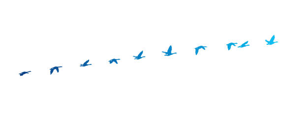 kolejny wektor serii canada goose latający - gęś ptak ilustracje stock illustrations