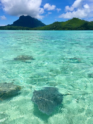The touchable stingray  in the Lagoon of Bora Bora Island, French Polynesia.