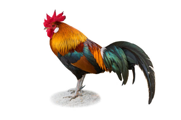 istock Red Junglefowl isolated on white background 1289480407