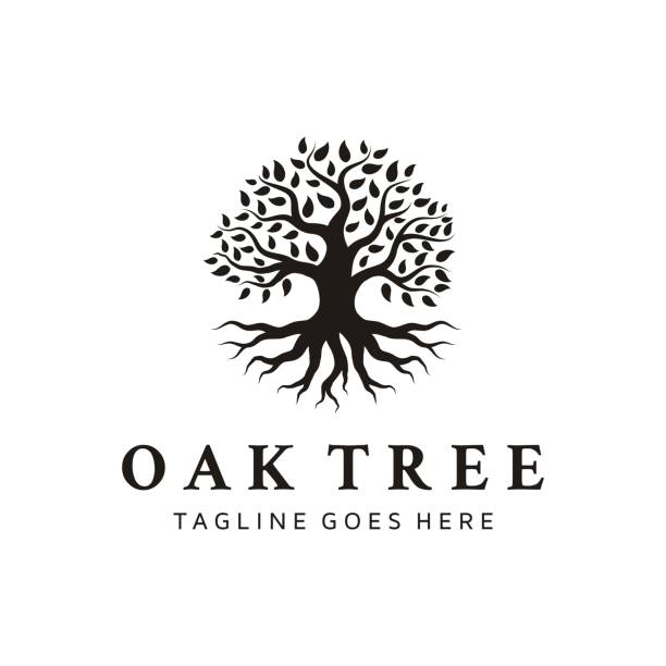 ilustrações, clipart, desenhos animados e ícones de árvore da vida, oak banyan tree projeta ilustração de estoque vetorial. resumo, ramo - parte da planta, negócios, carvalho, banyan, círculo, educação, logotipo - oak tree