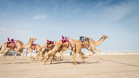 Ash-Shahaniyah, Qatar - March 21, 2019: Racing Camels running along sandy ground side by side in Camel Race Training with mounted remote controlled Camel Racing Robot Jockeys. Panorama Shot. Robot Jockey Camel Racing is a popular sport in the Middle East. Robot Jockeys are a replacement for human jockeys and become more popular every year. Racing Camel Robotic Jockeys Camel Race, Qatar, Persian Gulf Countries, Middle East, Western Asia