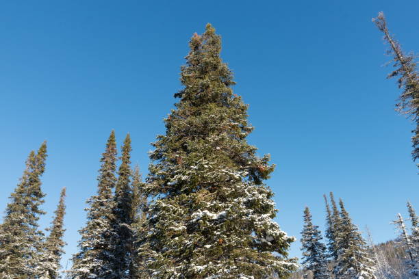 istock Tall snow-covered spruces strive up to the blue sky in the winter forest. 1289499041