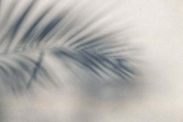 istock abstract background texture of shadows leaf on a concrete wall 1289501938