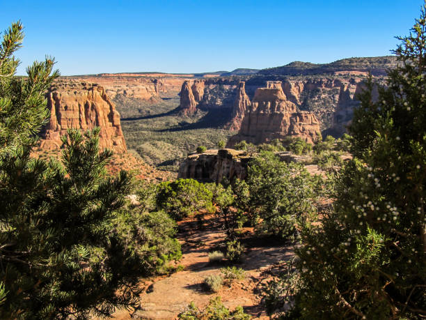 Main view at the Colorado National Monument View over the sandstone towers of the Colorado National Monument, USA, on a sunny morning juniper tree juniperus osteosperma stock pictures, royalty-free photos & images