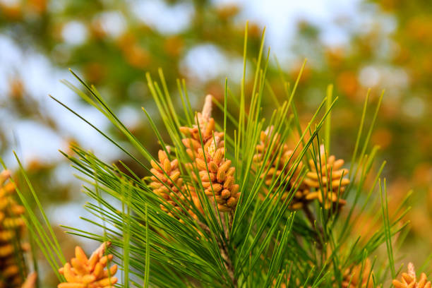 日光の上の松の枝 - growth new evergreen tree pine tree ストックフォトと画像