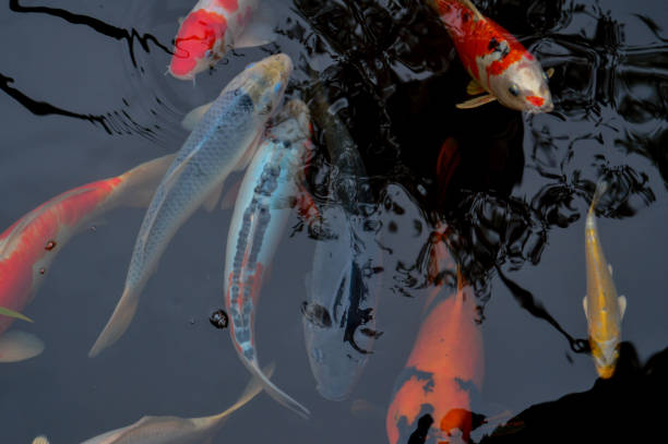 istock Koi Fish Swimming In Pond 1289510930