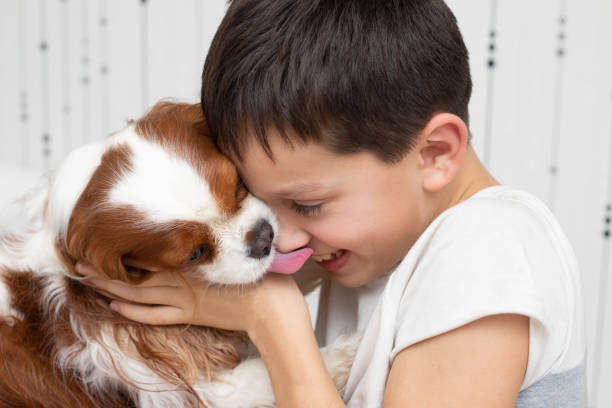 Dog Cavalier King Charles Spaniel licking the owner. Happy boy laughing while playing with his pet. Close-up photo