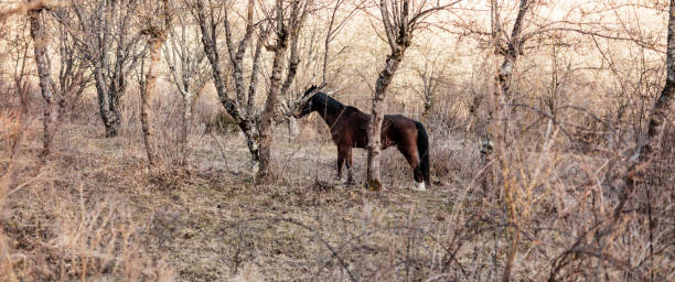 horse enjoying in countryside nature environment. - serbia horse nature landscape imagens e fotografias de stock