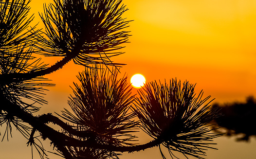 Sunset against the pine tree and the sea.